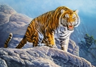 Тигры на скалах Пазлы  500 элементов 